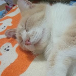 Meet your Posher, Nicole Elizabeth ♡